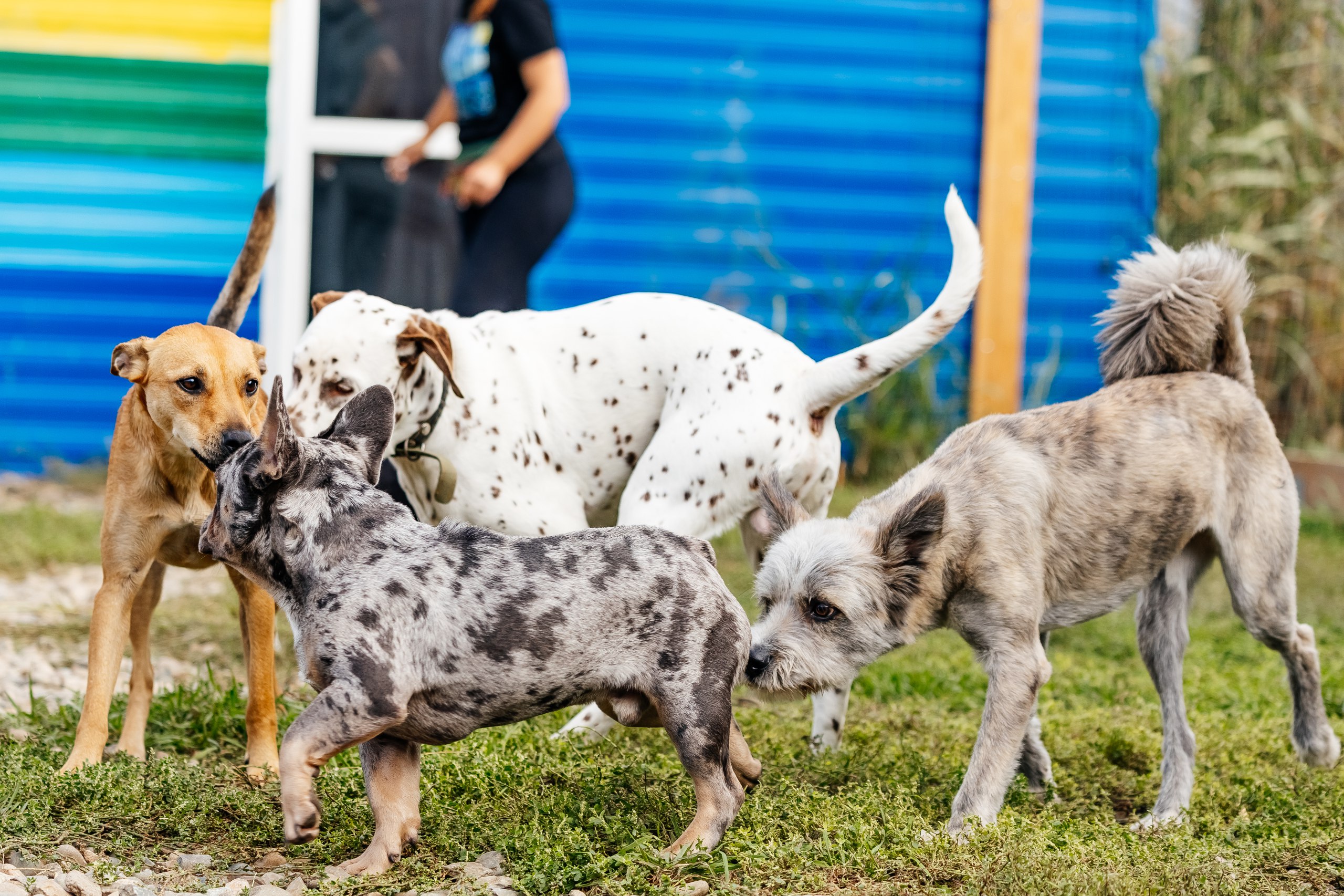 VIP номера для собак
