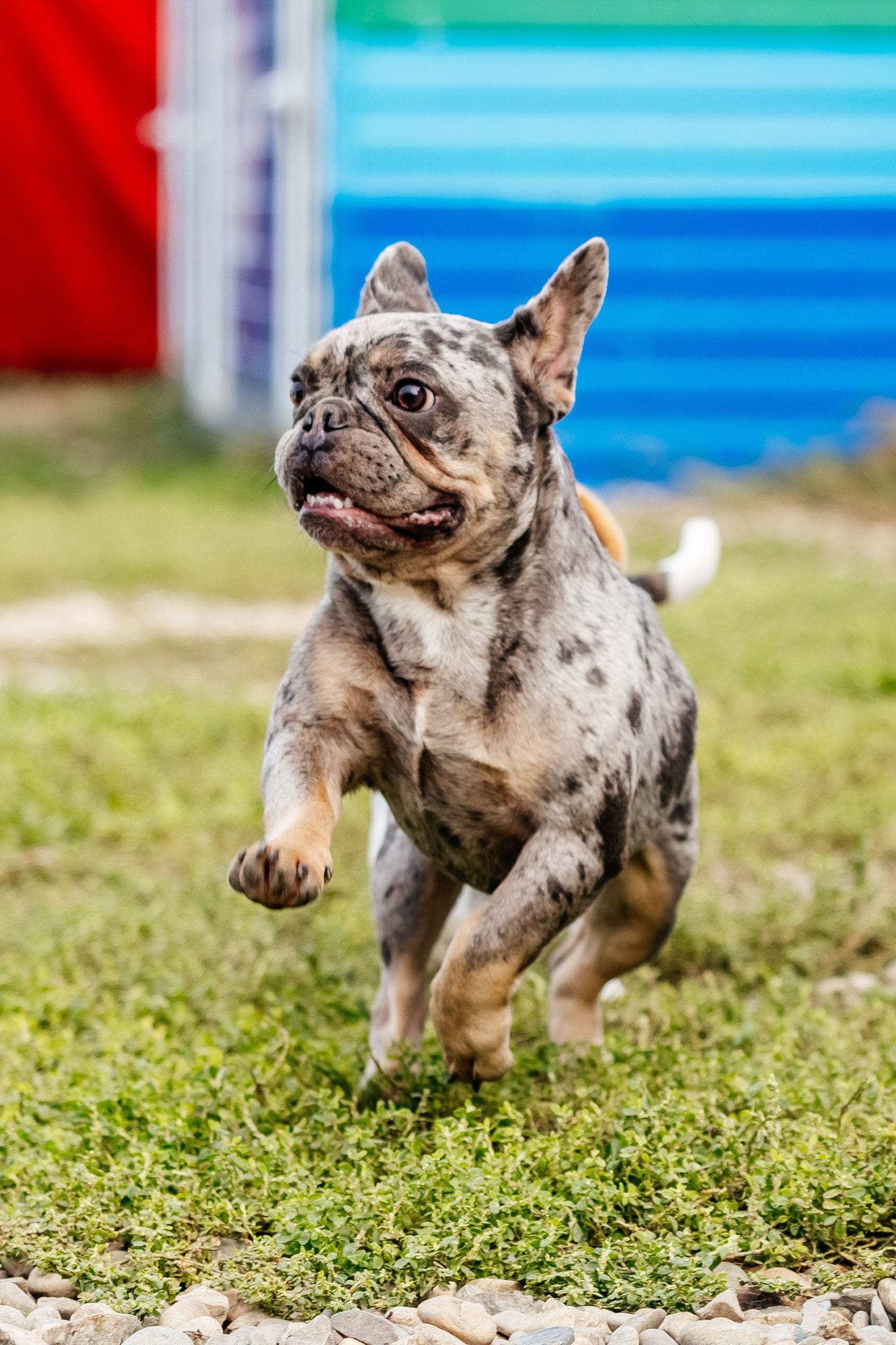 Гостиничный номер для собак