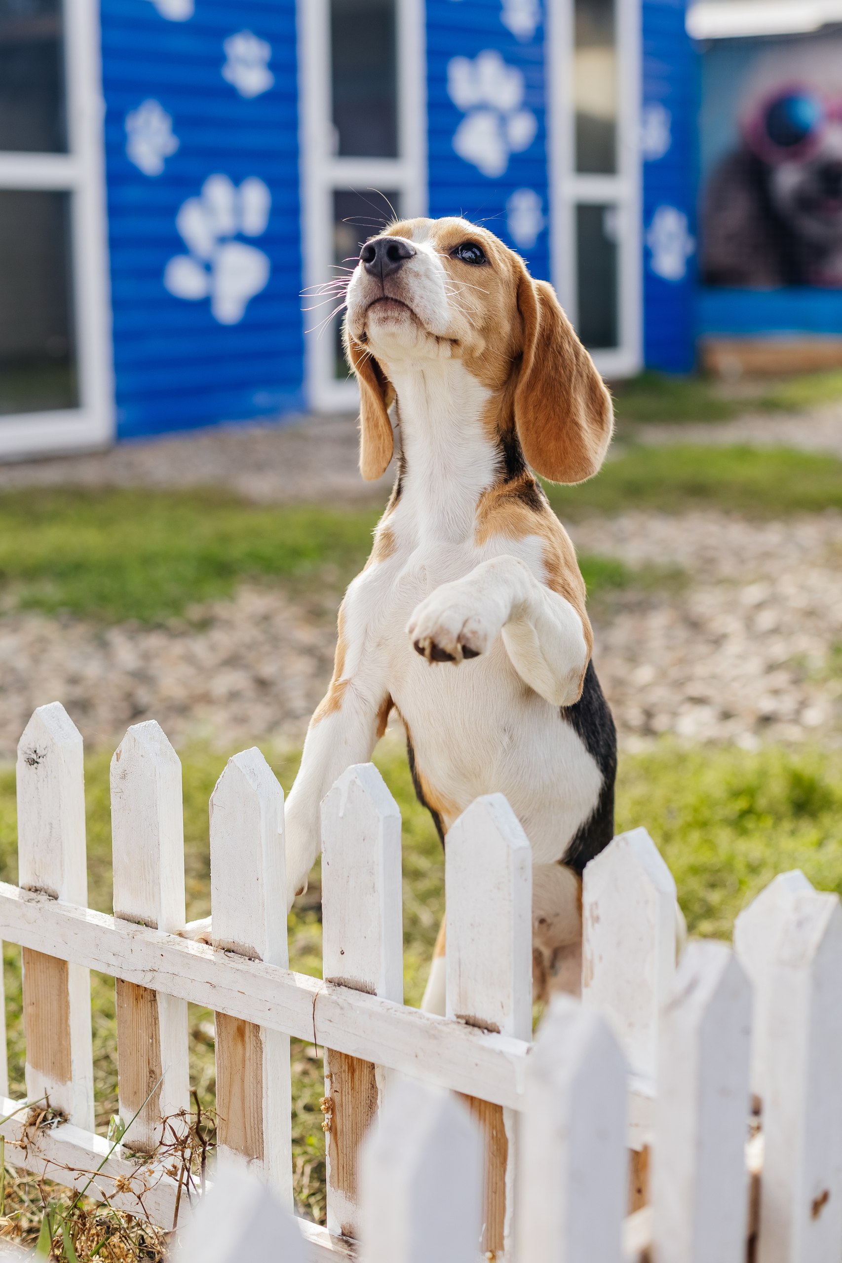 Счастливые питомцы